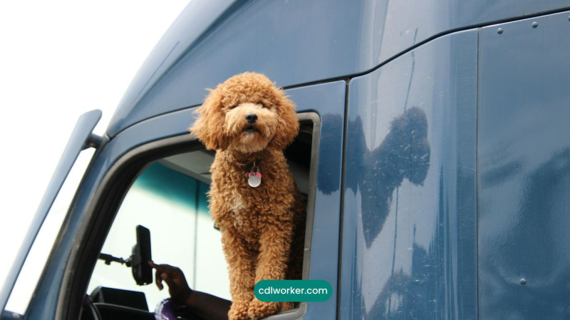 12 ошибок водителя-новичка, которых следует избегать